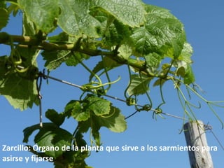 Zarcillo: Órgano de la planta que sirve a los sarmientos para
asirse y fijarse
 