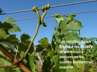 Los zarcillos salen
frente a las hojas y
se enroscan y
endurecen en
cuanto encuentran
soporte.
 