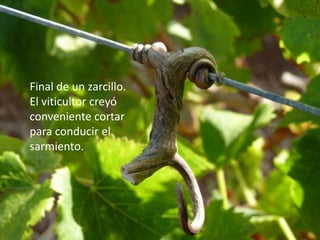 Final de un zarcillo.
El viticultor creyó
conveniente cortar
para conducir el
sarmiento.
 