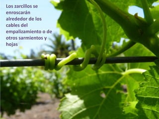 Los zarcillos se
enroscarán
alrededor de los
cables del
empalizamiento o de
otros sarmientos y
hojas
 