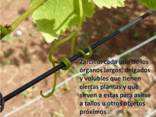Zarcillo: cada uno de los
órganos largos, delgados
y volubles que tienen
ciertas plantas y que
sirven a estas para asirse
a tallos u otros objetos
próximos .
 
