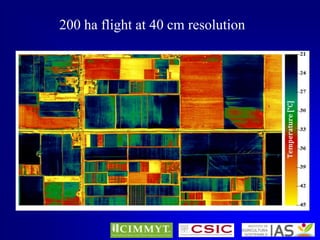 200 ha flight at 40 cm resolution

 