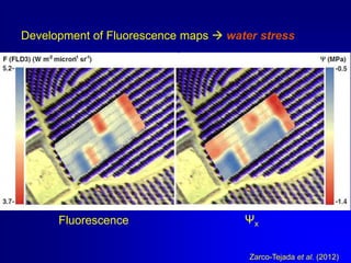Development of Fluorescence maps  water stress

Fluorescence

Ψx
Zarco-Tejada et al. (2012)

 