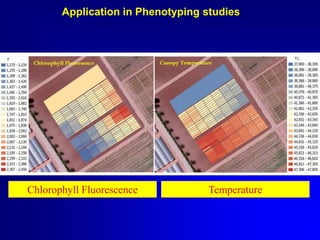 Application in Phenotyping studies

Chlorophyll Fluorescence

Temperature

 