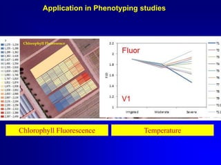 Application in Phenotyping studies

Chlorophyll Fluorescence

Temperature

 