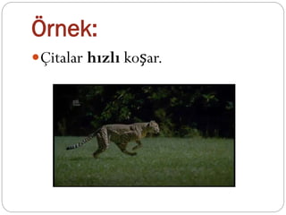 Örnek:
Çitalar hızlı koşar.
 