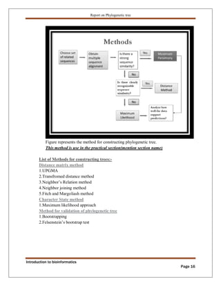 Phylogenetic tree construction using bioinformatics tools Zarlish ...