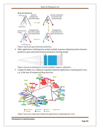 Phylogenetic tree construction using bioinformatics tools Zarlish ...