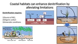 Coastal habitats can enhance denitrification by
alleviating limitations
Denitrification requires:
1)Source of NO3
-
2)Orga...