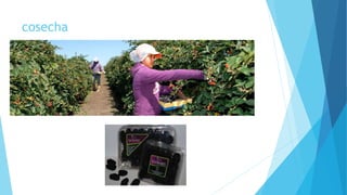 cosecha
 