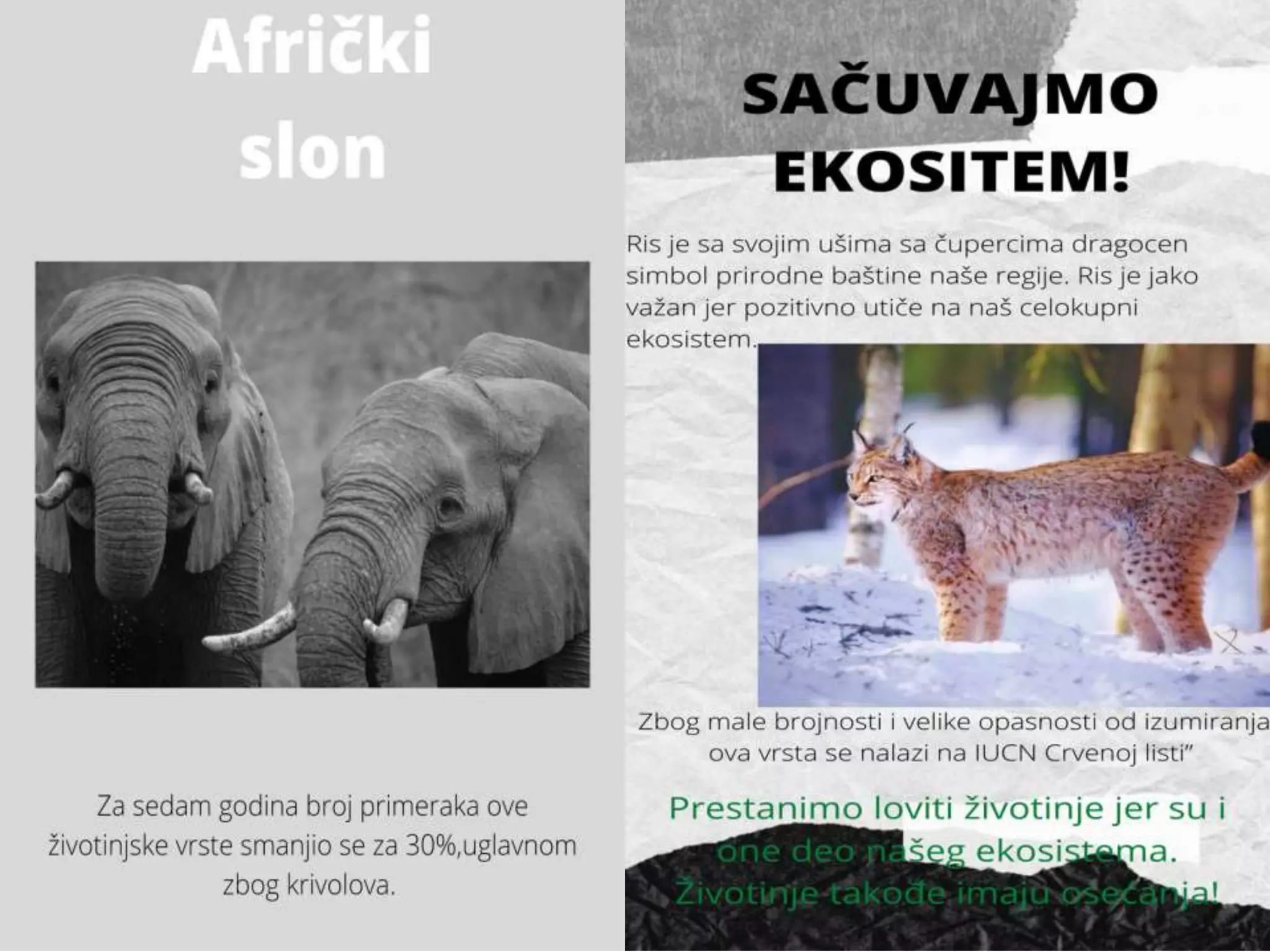 Zasticene vrste | PPTX