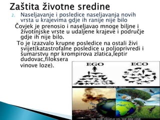 2. Naseljavanje i posledice naseljavanja novih
vrsta u krajevima gdje ih ranije nije bilo
Čovjek je prenosio i naseljavao mnoge biljne i
životinjske vrste u udaljene krajeve i područje
gdje ih nije bilo.
To je izazvalo krupne posledice na ostali živi
svijet(katastrofalne posledice u poljoprivredi i
šumarstvu npr krompirova zlatica,leptir
dudovac,filoksera
vinove loze).
 