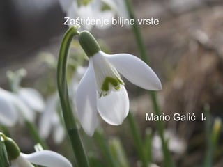 Zaštićenje biljne vrste

Mario Galić I4

 