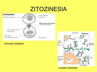ZITOZINESIA
Aktina eta miosinazko

Animalia zeluletan

Landare zeluletan

 