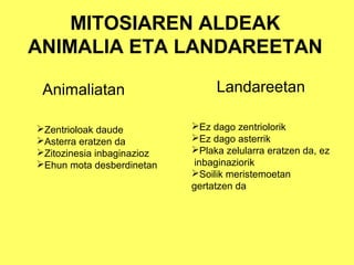 MITOSIAREN ALDEAK
ANIMALIA ETA LANDAREETAN
Animaliatan
Zentrioloak daude
Asterra eratzen da
Zitozinesia inbaginazioz
Ehun mota desberdinetan

Landareetan
Ez dago zentriolorik
Ez dago asterrik
Plaka zelularra eratzen da, ez
inbaginaziorik
Soilik meristemoetan
gertatzen da

 