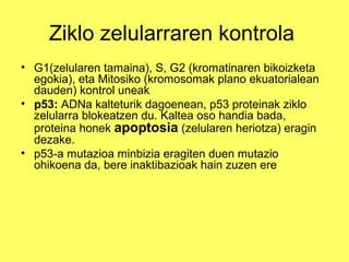 Ziklo zelularraren kontrola
• G1(zelularen tamaina), S, G2 (kromatinaren bikoizketa
egokia), eta Mitosiko (kromosomak plano ekuatorialean
dauden) kontrol uneak
• p53: ADNa kalteturik dagoenean, p53 proteinak ziklo
zelularra blokeatzen du. Kaltea oso handia bada,
proteina honek apoptosia (zelularen heriotza) eragin
dezake.
• p53-a mutazioa minbizia eragiten duen mutazio
ohikoena da, bere inaktibazioak hain zuzen ere

 