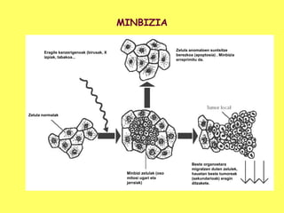 MINBIZIA
Zelula anomaloen suntsitze
berezkoa (apoptosia) . Minbizia
erreprimitu da.

Eragile kanzerigenoak (birusak, X
izpiak, tabakoa...

Zelula normalak

Minbizi zelulak (oso
mitosi ugari eta
jarraiak)

Beste organoetara
migratzen duten zelulek,
hauetan beste tumoreak
(sekundarioak) eragin
ditzakete.

 