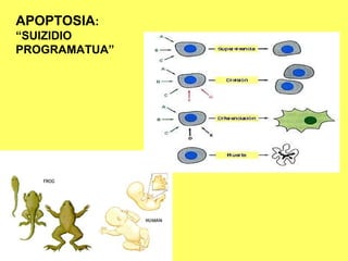 APOPTOSIA:
“SUIZIDIO
PROGRAMATUA”

 