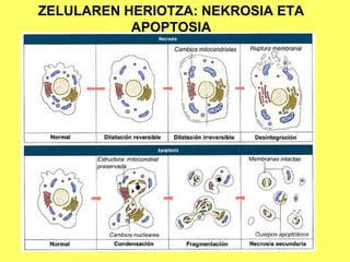 ZELULAREN HERIOTZA: NEKROSIA ETA
APOPTOSIA

 