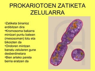 PROKARIOTOEN ZATIKETA
ZELULARRA
•Zatiketa binarioz
erdibitzen dira
•Kromosoma bakarra
mintzari puntu batean
(mesosoman) lotu eta
bikoizten da
•Ondoren mintzan
banatu zelularen gune
desberdinetara
•Bien arteko pareta
berria eratzen da

 