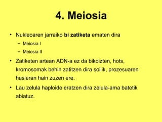 4. Meiosia
• Nukleoaren jarraiko bi zatiketa ematen dira
– Meiosia I
– Meiosia II

• Zatiketen artean ADN-a ez da bikoizten, hots,
kromosomak behin zatitzen dira soilik, prozesuaren
hasieran hain zuzen ere.
• Lau zelula haploide eratzen dira zelula-ama batetik
abiatuz.

 