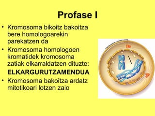 Profase I
• Kromosoma bikoitz bakoitza
bere homologoarekin
parekatzen da
• Kromosoma homologoen
kromatidek kromosoma
zatiak elkarraldatzen dituzte:
ELKARGURUTZAMENDUA
• Kromosoma bakoitza ardatz
mitotikoari lotzen zaio

 