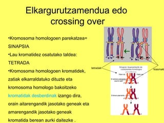 Elkargurutzamendua edo
crossing over
•Kromosoma homologoen parekatzea=
SINAPSIA
•Lau kromatidez osatutako taldea:
TETRADA
•Kromosoma homologoen kromatidek,
zatiak elkarraldatuko dituzte eta
kromosoma homologo bakoitzeko
kromatidak desberdinak izango dira,
orain aitarengandik jasotako geneak eta
amarengandik jasotako geneak
kromatida berean aurki daitezke .

tetradak

kiasmakl

 