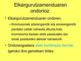 Elkargurutzamenduaren
ondorioz
• Elkargurutzamenduaren ondoren,
– Kromosomek aitarengandik eta amarengandik
jasotako zatiak nahasita dituzte,hots,
kromosoma berean aitak pasatutako eta
amak pasatutako aleloak nahasturik.

• Ondorengoetara alelo konbinazio berriak
igaroko dira gametoen bidez.

 