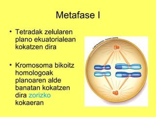 Metafase I
• Tetradak zelularen
plano ekuatorialean
kokatzen dira
• Kromosoma bikoitz
homologoak
planoaren alde
banatan kokatzen
dira zorizko
kokaeran

 