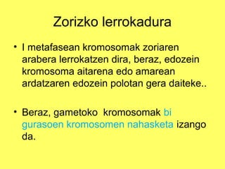 Zorizko lerrokadura
• I metafasean kromosomak zoriaren
arabera lerrokatzen dira, beraz, edozein
kromosoma aitarena edo amarean
ardatzaren edozein polotan gera daiteke..
• Beraz, gametoko kromosomak bi
gurasoen kromosomen nahasketa izango
da.

 