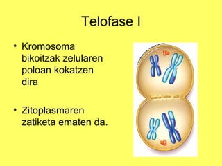 Telofase I
• Kromosoma
bikoitzak zelularen
poloan kokatzen
dira
• Zitoplasmaren
zatiketa ematen da.

 