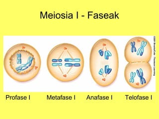 Meiosia I - Faseak

Profase I

Metafase I

Anafase I

Telofase I

 