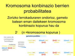 Kromosoma konbinazio berrien
probabilitatea
Zorizko lerrokaduraren ondorioz, gameto
batean eman daitekeen kromosoma
konbinazio kopurua hau da
2n

(n =kromosoma kopurua )

 