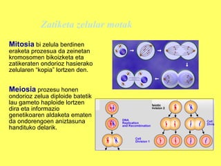 Zatiketa zelular motak
Mitosia bi zelula berdinen

eraketa prozesua da zeinetan
kromosomen bikoizketa eta
zatikeraten ondorioz hasierako
zelularen “kopia” lortzen den.

Meiosia prozesu honen

ondorioz zelua diploide batetik
lau gameto haploide lortzen
dira eta informazio
genetikoaren aldaketa ematen
da ondorengoen aniztasuna
handituko delarik.

 