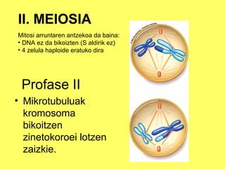 II. MEIOSIA
Mitosi arruntaren antzekoa da baina:
• DNA ez da bikoizten (S aldirik ez)
• 4 zelula haploide eratuko dira

Profase II
• Mikrotubuluak
kromosoma
bikoitzen
zinetokoroei lotzen
zaizkie.

 