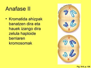 Anafase II
• Kromatida ahizpak
banatzen dira eta
hauek izango dira
zelula haploide
berriaren
kromosomak

Fig. 10-5, p. 158

 