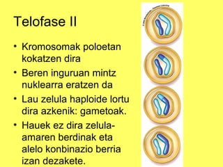 Telofase II
• Kromosomak poloetan
kokatzen dira
• Beren inguruan mintz
nuklearra eratzen da
• Lau zelula haploide lortu
dira azkenik: gametoak.
• Hauek ez dira zelulaamaren berdinak eta
alelo konbinazio berria
izan dezakete.

 
