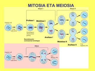 MITOSIA ETA MEIOSIA

Profase I

Metafase I

Anafase I
Recombinación
cromosomas homólogos

Metafase II
Anafase II

 