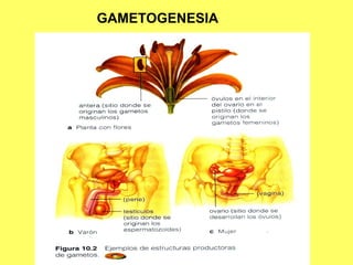 GAMETOGENESIA

 