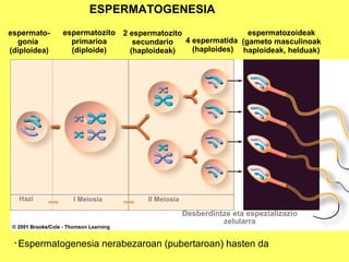 ESPERMATOGENESIA
espermatogonia
(diploidea)

espermatozito
primarioa
(diploide)

espermatozoideak
2 espermatozito
4 espermatida (gameto masculinoak
secundario
(haploides) haploideak, helduak)
(haploideak)

Spermatogenesis

Hazi

I Meiosia

II Meiosia

Desberdintze eta espezializazio
zelularra
•

Espermatogenesia nerabezaroan (pubertaroan) hasten da

 