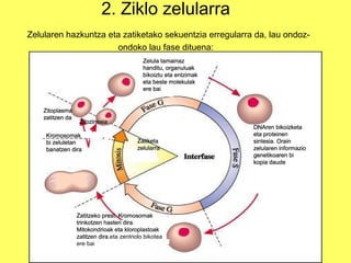 2. Ziklo zelularra
Zelularen hazkuntza eta zatiketako sekuentzia erregularra da, lau ondozondoko lau fase dituena:
Zelula tamainaz
handitu, organuluak
bikoiztu eta entzimak
eta beste molekulak
ere bai

Zitoplasma
zatitzen da

Zitozinesia

Kromosomak
bi zeluletan
banatzen dira

Zatiketa
zelularra

Zatitzeko prest. Kromosomak
trinkotzen hasten dira
dira.
Mitokondrioak eta kloroplastoak
zatitzen dira.eta zentriolo bikotea
dira
ere bai

DNAren bikoizketa
eta proteinen
sintesia. Orain
zelularen informazio
genetikoaren bi
kopia daude

 