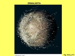 ERNALKETA

Fig. 10-9, p.171

 