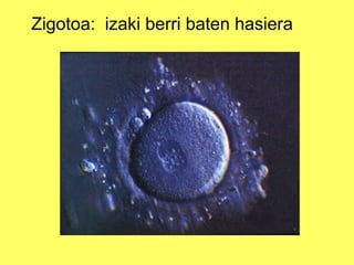 Zigotoa: izaki berri baten hasiera

 