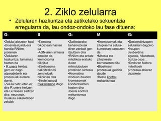 2. Ziklo zelularra
• Zelularen hazkuntza eta zatiketako sekuentzia
erregularra da, lau ondoz-ondoko lau fase dituena:
G1

S

G2

M

G0

•Zelula jaiotzean hasi
•Biosintesi jarduera
handia:RNAm,
proteinak
•Zelularen
hazkuntza, tamainaz
hazten da
• R unera helduz
gero ez dago
atzerabiderik eta
prozesuak aurrera
darrai.
•Zelula batzuetan ez
dira R unera heltzen
eta G0 fasean sartzen
dira: neuronak,
muskulu eskeletikoen
zelulak

•Tamaina
bikoiztean hasten
da
•ADN-aren sintesia
ematen da,
kromosoma
bikoituz
•Zentrosoma
bakoitzeko bi
zentrioloak
bikoizten dira
•Beste kontrol
mekanismoa dago

•Zatiketarako
beharrezkoak
diren zenbait gen
itzultzen dira
•RNAm eta ardatz
mitotikoa eratuko
duten
mikrotubuluen
proteinen sintesia
•Kromatina
moduan dauden
kromosomak
kondentsatzen
hasten dira
•Beste kontrol
mekanismoa
dago

•Kromosomak eta
zitoplasma zelulakumeetan banatzen
da
•Mitosia eta
zitozinesia
barneratzen ditu
•Biosintesi
prozesuak geldirik
daude
•Beste kontrol
mekanismoa

•Desberdintzapen
zelularrari dagokio
•Iraupen
desberdina:
egunak, hilabeteak,
bizitza osoa…
•Ondoren faktore
mitotikoek
prozesua abiaraz
dezakete

 