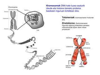 Kromosomak DNA kate luzez osaturik
daude eta histona izeneko proteina
basikoen inguruan kiribiltzen dira.
Telomeroak: kromosomaren muturrak
dira.

Zinetokoroa: Zentromeroaren
inguruko egitura proteinikoa zeinetan
mikrotubuluak lotzen diren mitosi
prozesuan.

 