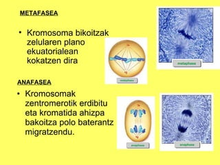 METAFASEA

• Kromosoma bikoitzak
zelularen plano
ekuatorialean
kokatzen dira
ANAFASEA

• Kromosomak
zentromerotik erdibitu
eta kromatida ahizpa
bakoitza polo baterantz
migratzendu.

 