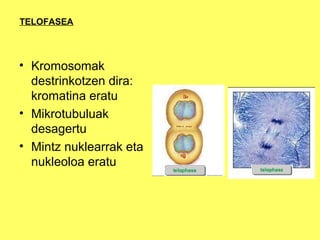 TELOFASEA

• Kromosomak
destrinkotzen dira:
kromatina eratu
• Mikrotubuluak
desagertu
• Mintz nuklearrak eta
nukleoloa eratu

 