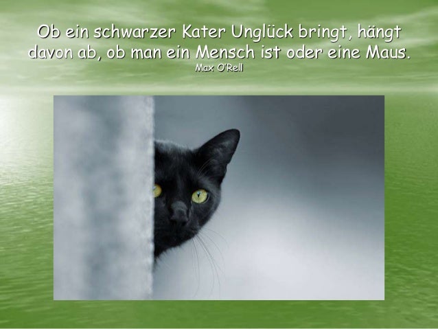 Zauber Der Katzen