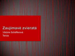 Viktória Schäfferová
Tercia
 