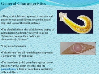 THE AMAZING WORLD OF INVERTEBRATES | PPT